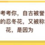 教你自古被誉为清热解毒良药的忍冬花又被称为金银花是因为。