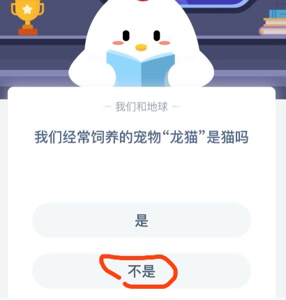 分享我们经常饲养的宠物龙猫是猫吗。