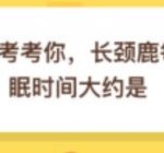 我来分享长颈鹿每天的睡眠时间大约是几小时。