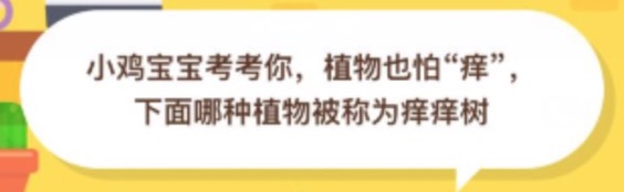 我来分享植物也怕痒下面哪种植物被称为痒痒树。