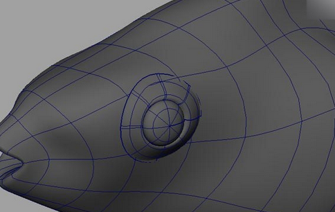 maya制作鱼模型的操作流程截图