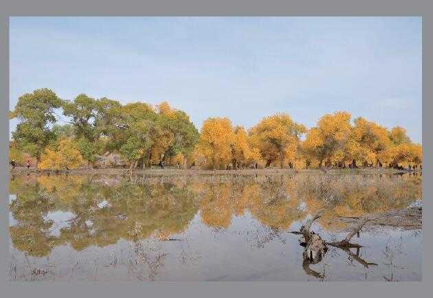 Photoshop将灰蒙蒙胡杨林图片调出清新亮丽效果教程(10)