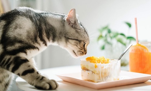 猜一猜猫咪尝不出什么味道