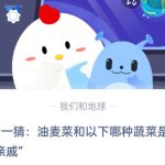 小编分享猜一猜：油麦菜和以下哪种蔬菜是“亲戚”