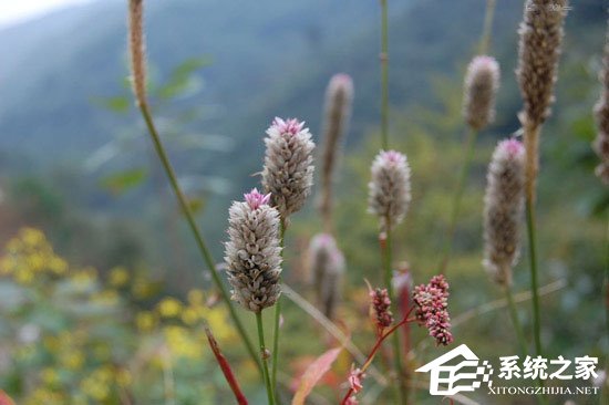 我来教你PS调色教程：调出小清新植物图片